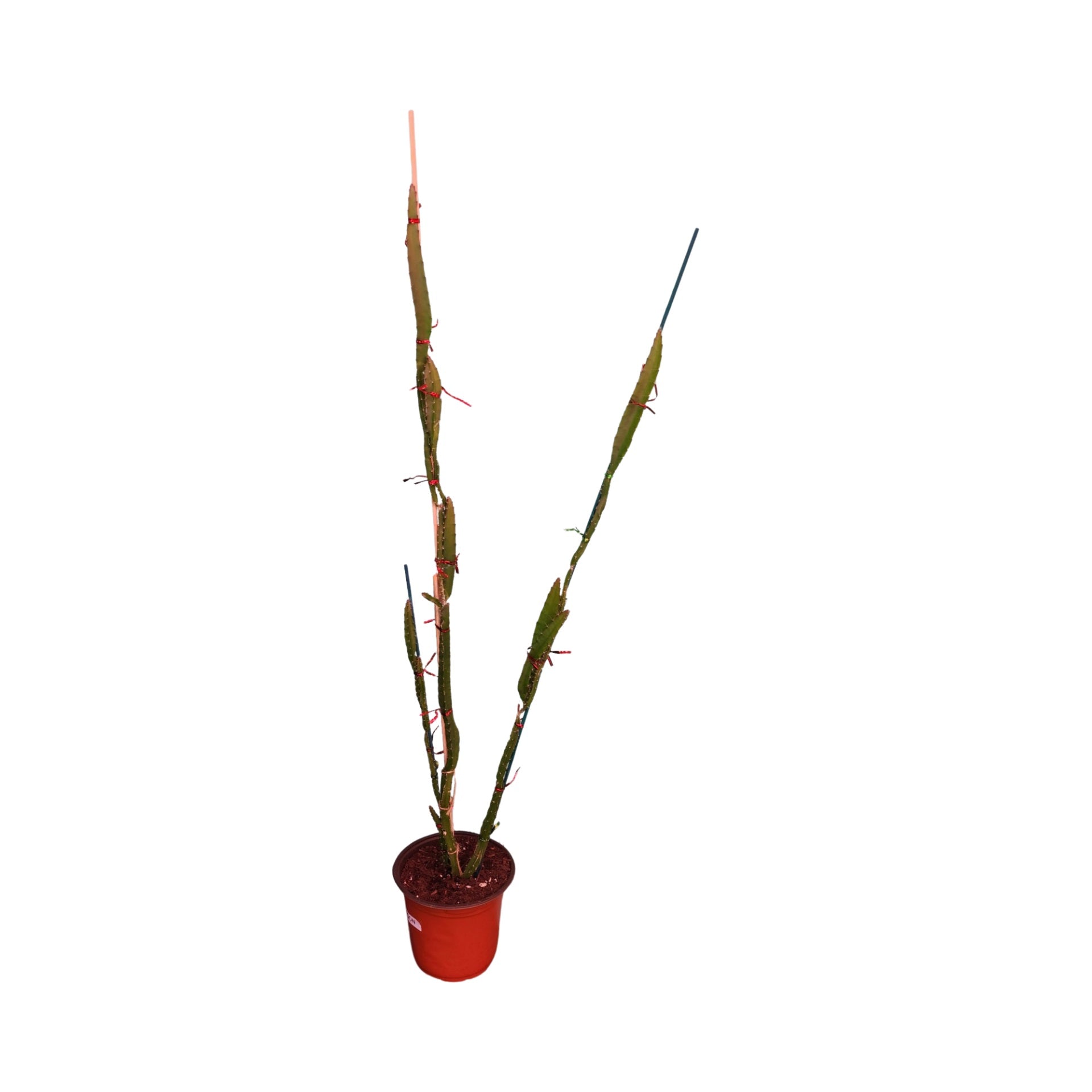 Red Dragon Fruit Plants - Starlight Nursery 