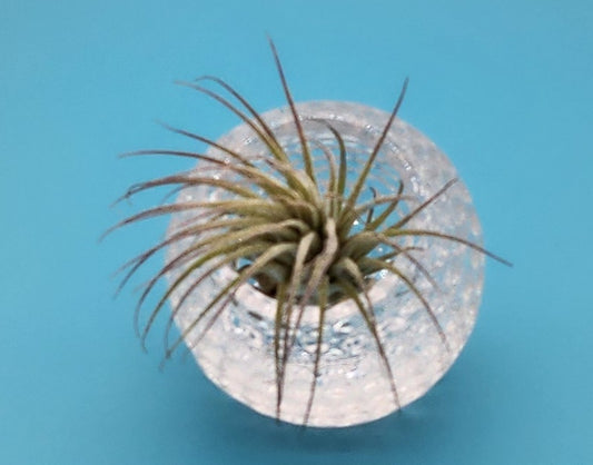 Beautiful Cut Glass Angled Plant Holder with Beautiful Air Plant - Starlight Nursery  2