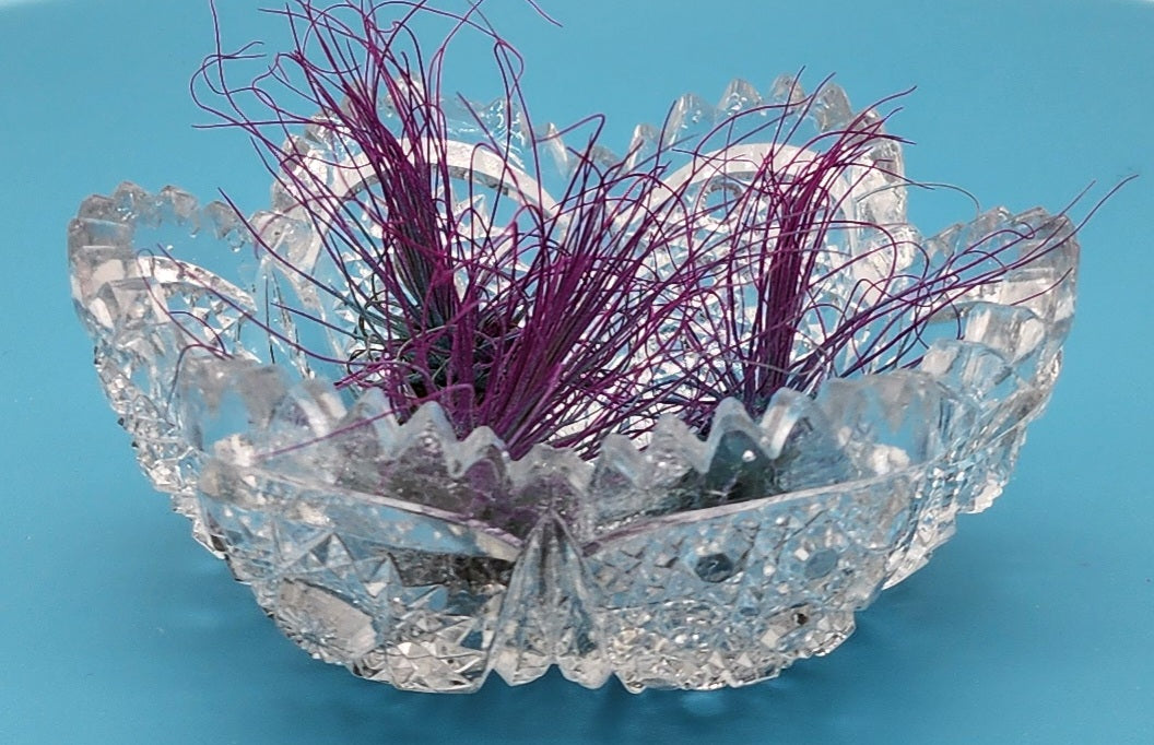 Imperial Cut Crystal Bowl with Beautiful Air Plant - Starlight Nursery 