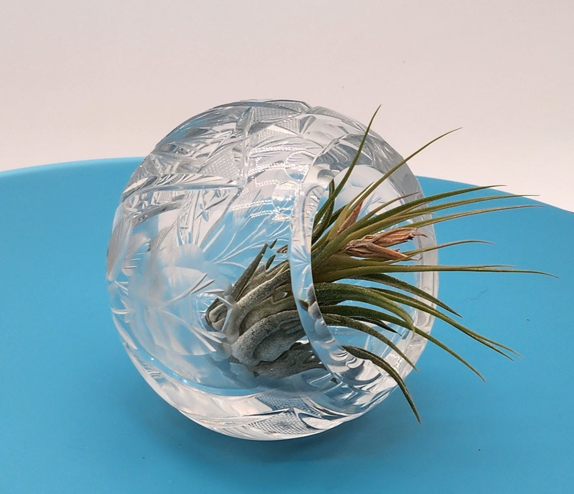 Beautiful Cut Glass Angled Plant Holder with Beautiful Air Plant - Starlight Nursery 
