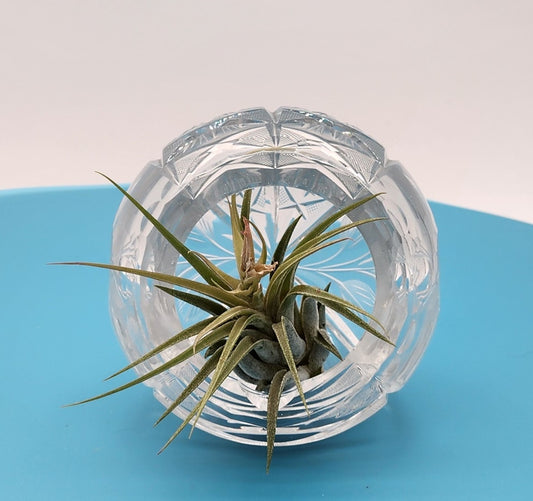 Beautiful Cut Glass Angled Plant Holder with Beautiful Air Plant 2