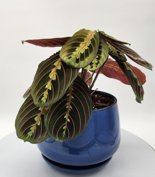 Beautiful Red Prayer Plant with Planter Plant Lovers 2
