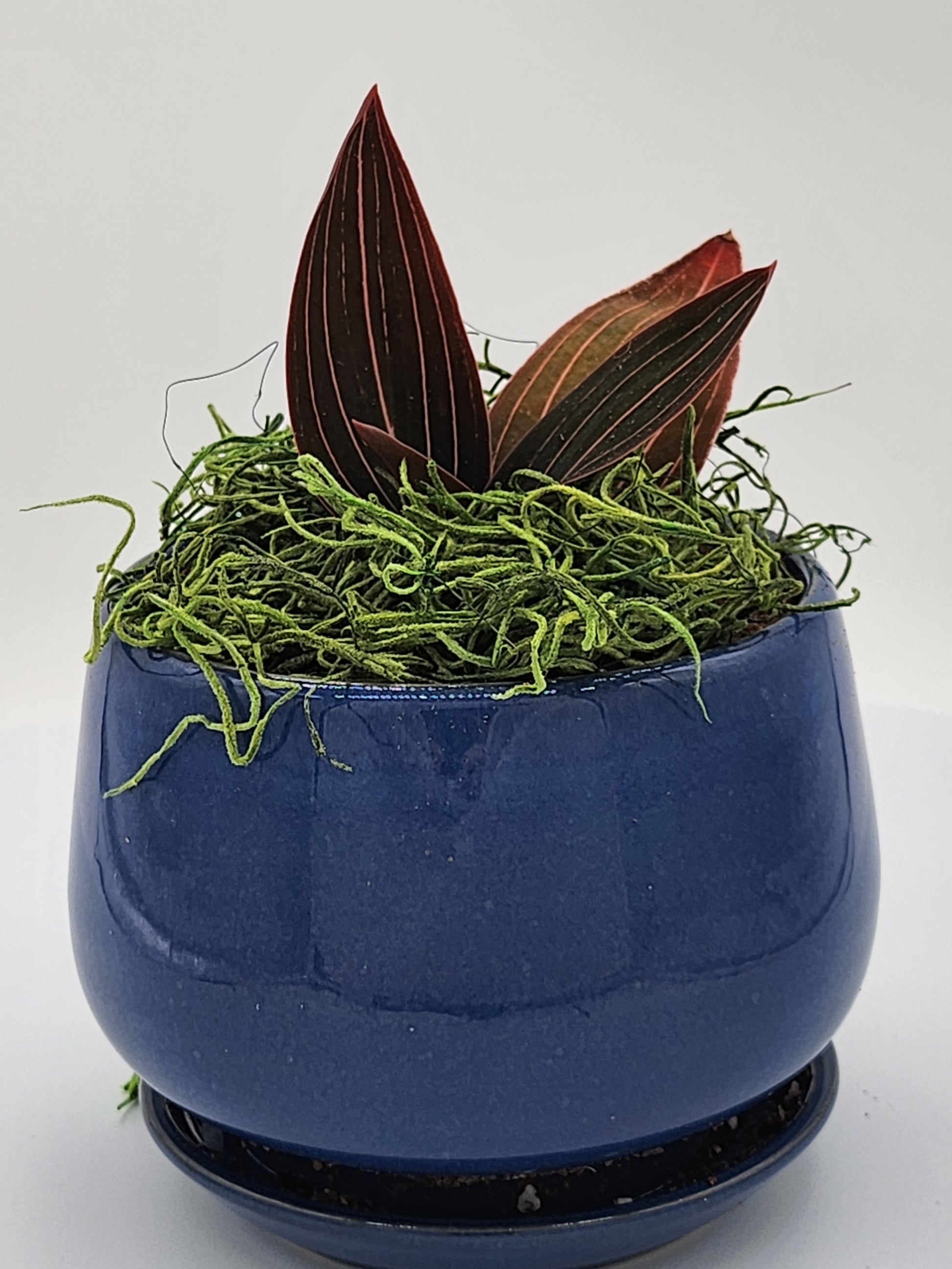 Beautiful Black Jewel Orchid Rare with Planter - Starlight Nursery 
