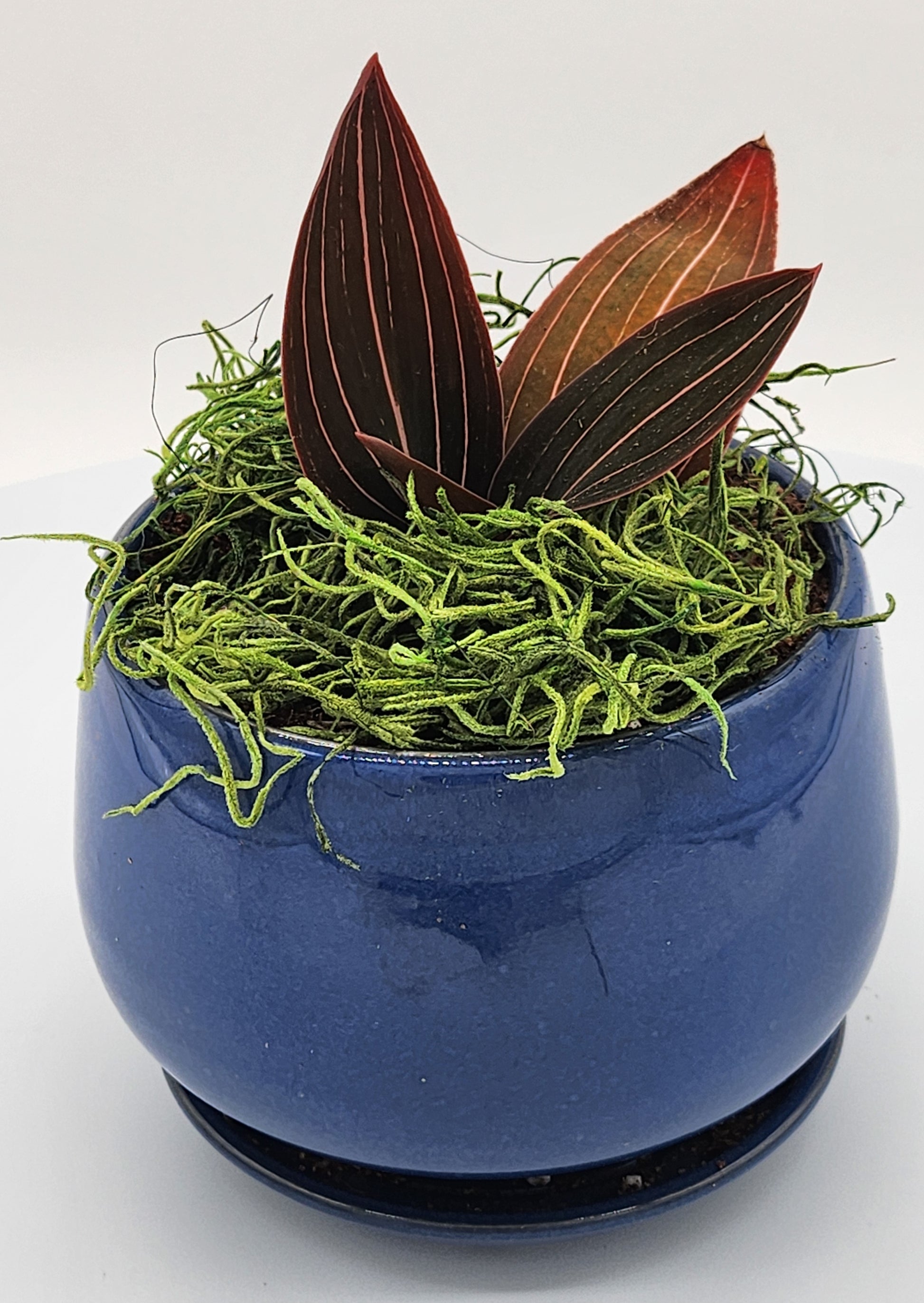 Beautiful Black Jewel Orchid Rare with Planter - Starlight Nursery 