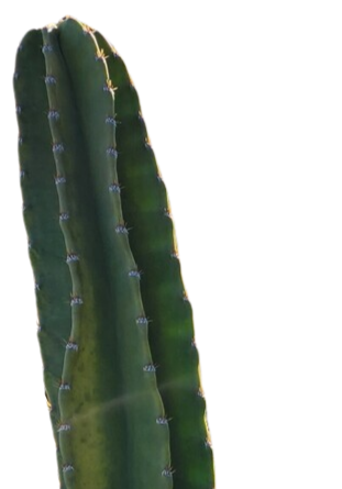 Pilosocereus Cactus Beautiful Medium - Starlight Nursery 