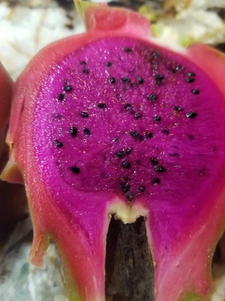 Purple Dragon Fruit Plant Beautiful - Starlight Nursery 