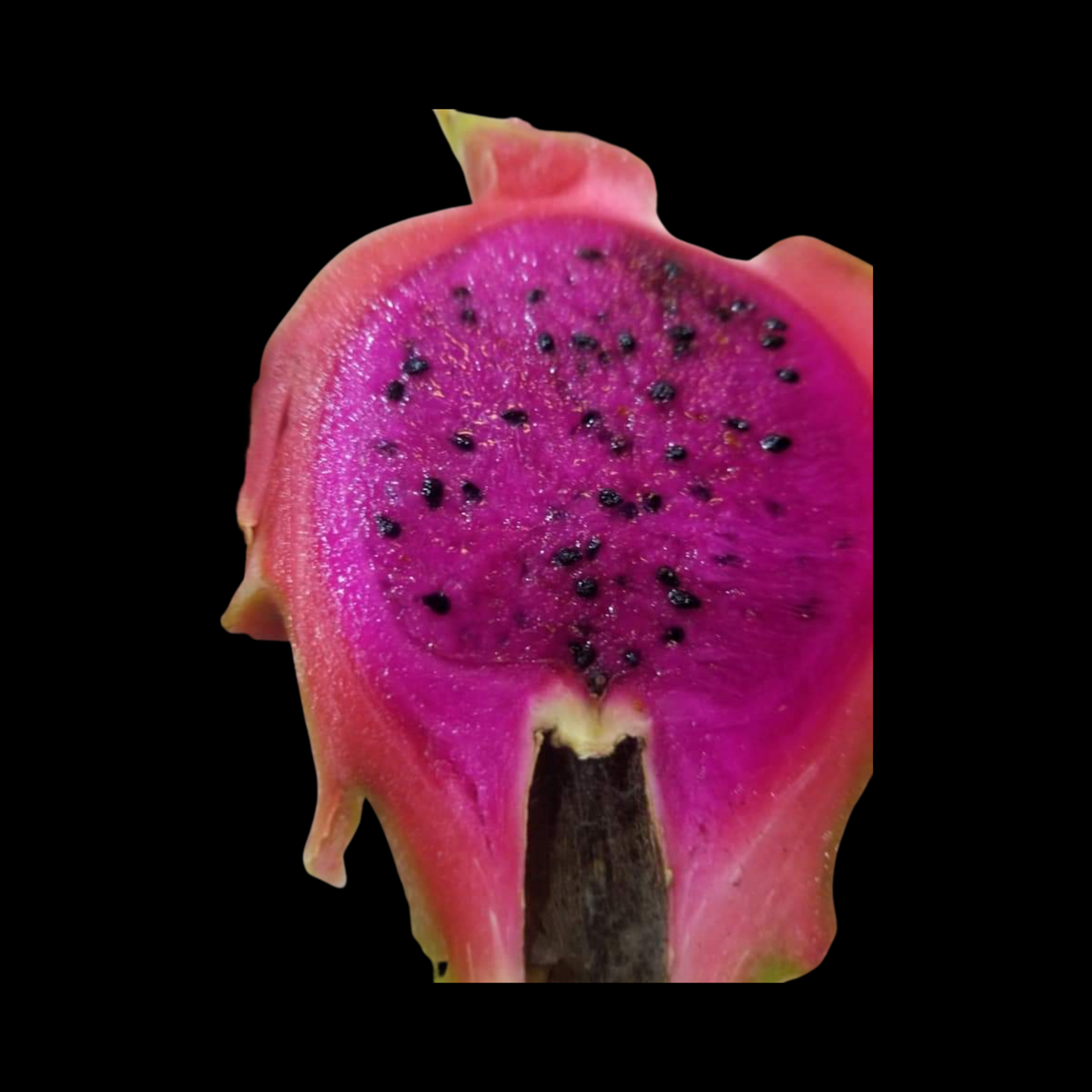 Purple Dragon Fruit Plant Purple Flesh - Starlight Nursery 