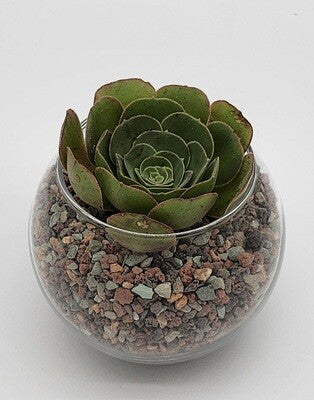 Succulent Arrangement Kit Glass Bowl - Starlight Nursery 