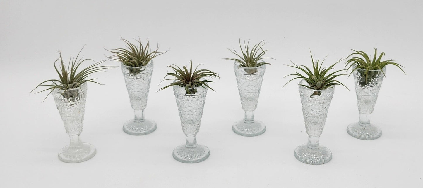 Air Plants Mini Glass