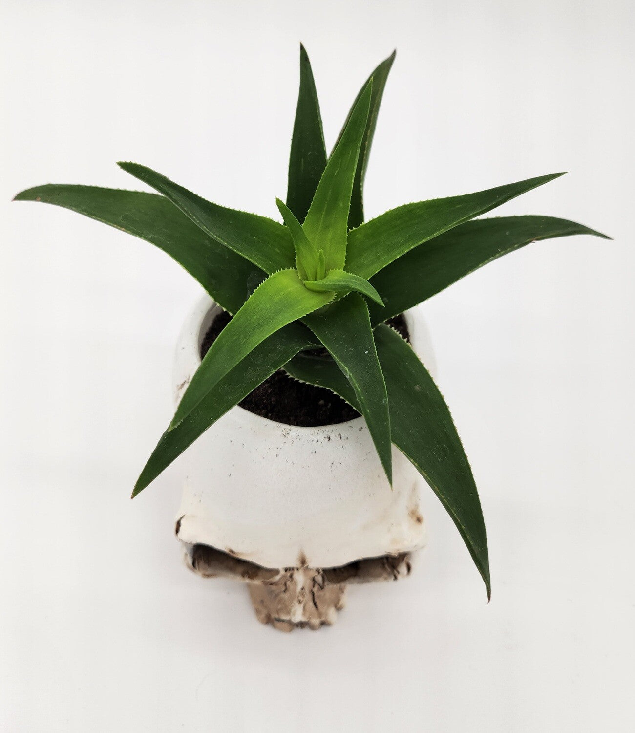 Skull Resin Planter with Succulent - Starlight Nursery 