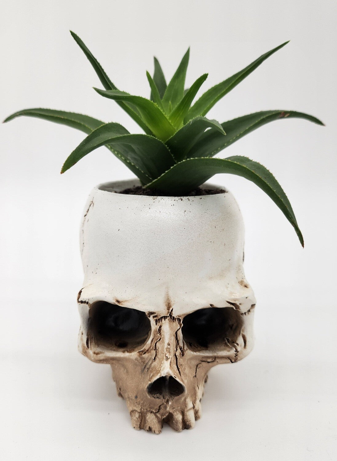 Skull Resin Planter with Succulent - Starlight Nursery 