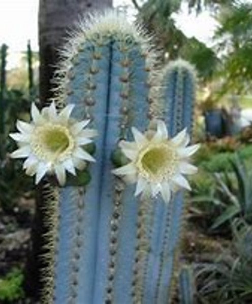 Pilosocereus Cactus Beautiful EX Large - Starlight Nursery 