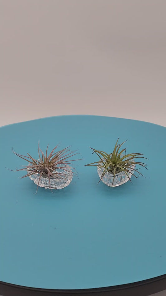 Cut Crystal Clear Glass Egg With Two Small Air Plants