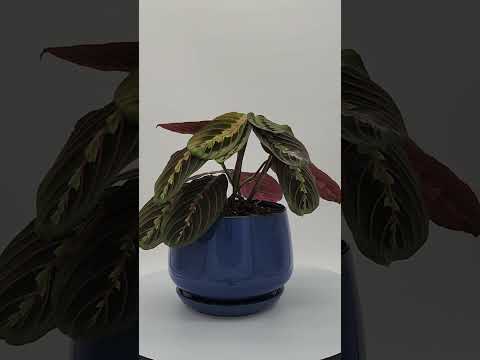 Beautiful Red Prayer Plant with Planter Plant Lovers