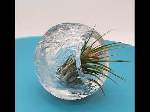 Beautiful Cut Glass Angled Plant Holder with Beautiful Air Plant