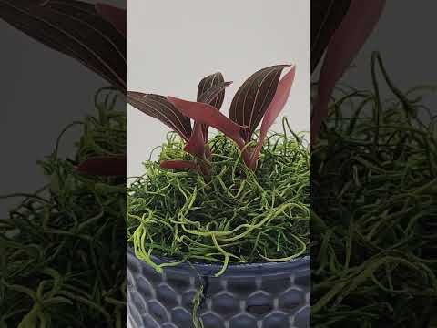 Black Jewel Orchid RARE Ceramic Orchid Pot